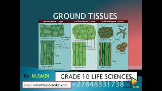 GROUND TISSUES parenchyma collenchyma amp sclerenchyma Grade 10 life sciences  MSAIDI [upl. by Aokek922]