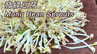 How to Sprout Mung Beans  Done Right and Perfect Every Time Shorts [upl. by Nwahsed58]