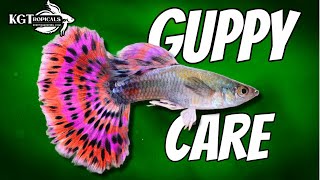 Guppy Fish Care 10 Things You Should Know About Guppies Great Beginner Fish [upl. by Nylirrehs451]