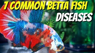 7 COMMON BETTA DISEASES FOR BETTA LOVERS [upl. by Dayna690]