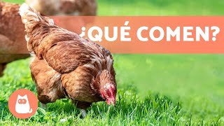 𝗔𝗟𝗜𝗠𝗘𝗡𝗧𝗔𝗖𝗜𝗢́𝗡 𝗱𝗲 𝗹𝗮𝘀 𝗚𝗔𝗟𝗟𝗜𝗡𝗔𝗦  ¿Qué Comen las Gallinas [upl. by Schiffman]