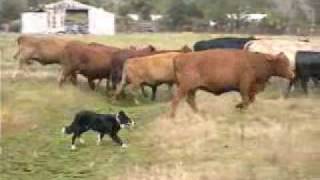 Border Collies Herding Cattle [upl. by Cyler]