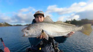 Westlakes Mulloway [upl. by Alliuqahs206]