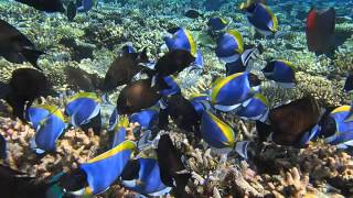 School of Powder Blue Tang and Surgeon Fish  Maldives [upl. by Ibrahim]