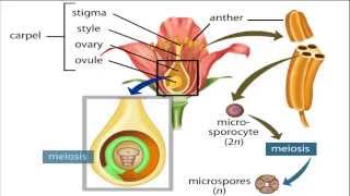 angiosperm life cycle [upl. by Hendon228]