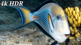 4k Triggerfish amp Surgeonfish Aquarium Underwater Tropical fish Coral reefs Sea Turtles in 4k UHD [upl. by Aitropal]