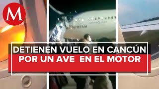 Video Ave provoca accidente en avión de Aeroméxico [upl. by Marcia]