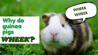 Why do guinea pigs squeak [upl. by Anyk62]