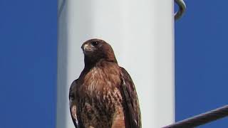 Red tailed hawk lets out a piercing cry [upl. by Gregorius554]