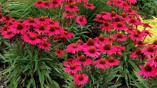 Best Perennials  Echinacea Glowing Dream Coneflower [upl. by Revlis]