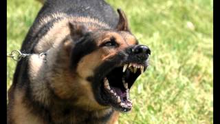 Download Large Dog Growling Sounds Effects MP3 [upl. by Kathi351]