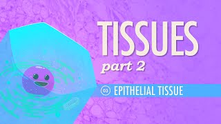 Tissues Part 2  Epithelial Tissue Crash Course Anatomy amp Physiology 3 [upl. by Hansel57]