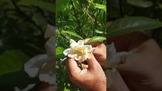 How to care for Gardenias [upl. by Richardson]