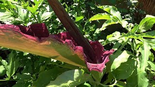 Dracunculus vulgaris in 4K [upl. by Schouten]