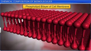 CBSE Class 11 Biology  Biomolecules Part 1  Full Chapter  By Shiksha House [upl. by Politi]