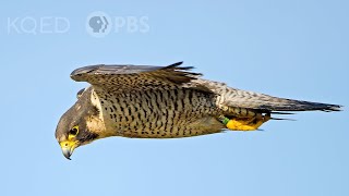 Heres Why Peregrine Falcons Are the Top Guns of the Sky  Deep Look [upl. by Grissom]