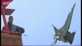 Birds  peregrine falcon dives at 180 mph  Ultimate Killers  BBC wildlife [upl. by Noscire]