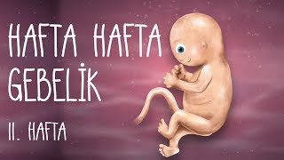 Hafta Hafta Gebelik 11 hafta [upl. by Bull439]