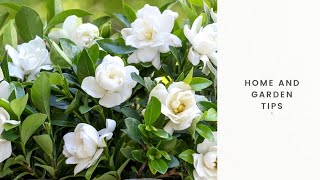 HOW TO FERTILIZE GARDENIA  HOW TO GET MORE FLOWERS ON GARDENIA PLANT HOW TO GET BUDS ON GARDENIA [upl. by Oinimreh]