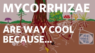 Mycorrhizae are Way Cool Because [upl. by Malina]