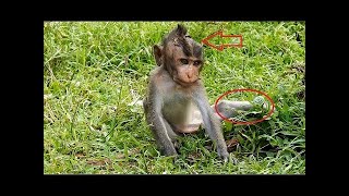 Broken legs baby MONKEY his life nearly death [upl. by Wickham827]