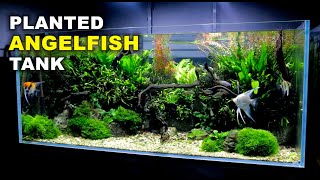 Aquascape Tutorial Non co2 4ft Angelfish Aquarium How To Full Step By Step Guide Planted Tank [upl. by Orsa]