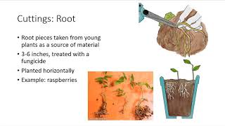 Asexual Plant Propagation [upl. by Luhar]