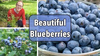 Growing Blueberries From Planting to Harvest [upl. by Oicnoel]