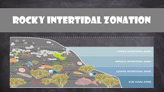 Rocky Intertidal Zonation  Oceanography [upl. by Malha]