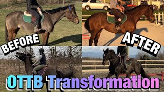 OTTB Transformation Retraining Two Racehorses [upl. by Koenraad]