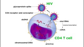 Human Immunodeficiency Virus HIV [upl. by Salohcim]