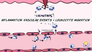 Inflammation Vascular events and leukocyte migration [upl. by Eiliab]