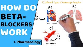 How do Beta Blockers Work  Pharmacology [upl. by Dnama414]