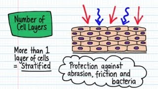 Classification of Epithelia  Drawn amp Defined [upl. by Aztiley]