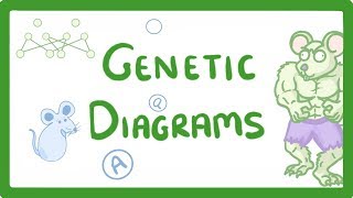 GCSE Biology  Genetic Diagrams 73 [upl. by Esinyt]