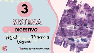 Sistema Digestivo III – Hígado Vesícula Biliar y Páncreas Resumido  HISTOLOGÍA [upl. by Matilda]