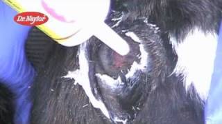 Dr Naylor Dehorning Paste Instructional Video [upl. by Avrom476]