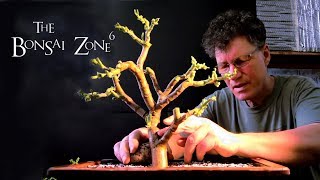 Creating Jade Bonsai Part 2 The Bonsai Zone Feb 2019 [upl. by Latsyrd]