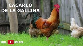 Gallina cacareando Efecto de sonido [upl. by Thurmond]