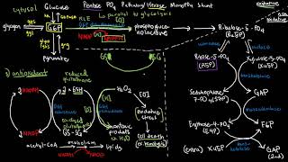 BIOCHEM 42  Pentose Phosphate Pathway [upl. by Housen]