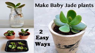 2 Easy Ways to Propagate Your Jade Plant Crassula ovata  Rooting Stem Cuttings in Water  Soil [upl. by Smoot]