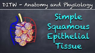 DITW  Simple Squamous Epithelial Tissue [upl. by Fusco]