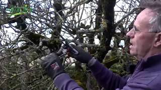 Comment FAIRE une TAILLE de RESTAURATION dun ARBRE FRUITIER [upl. by Arlana623]