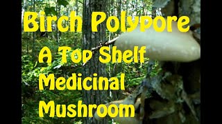 Birch Polypore  A Top Shelf Medicinal Mushroom [upl. by Camfort]