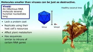 Prions and Viroids [upl. by Nomyt]