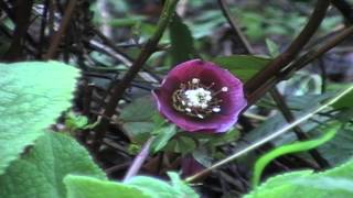 Poisonous Plants 121 Helleborus the hellebores [upl. by Nydroj937]