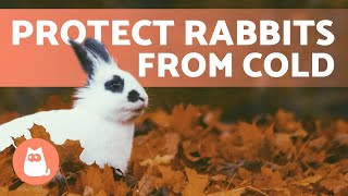 How to Protect Rabbits from COLD WEATHER 🐰❄️ Winter Rabbit Care [upl. by Nairdad]