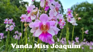 Vanda Miss Joaquim Singapores National Flower [upl. by Ahcurb]