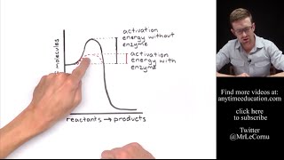 How Do Enzymes Work Activation Energy [upl. by Sprage228]