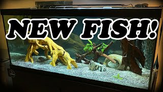 75 Gallon Aquarium  Restocking With American Cichlids [upl. by Salaidh]